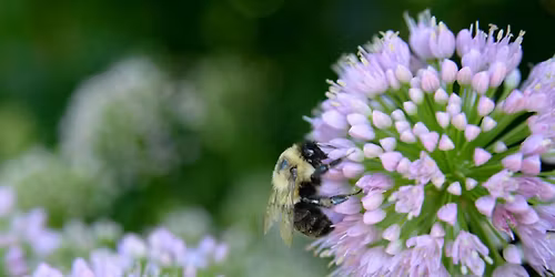 St. George Rainway Bee Bioblitz