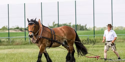 4. Adventsmarkt des Ponyvereins Trebitz