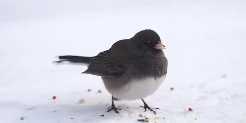 Christmas Bird Count