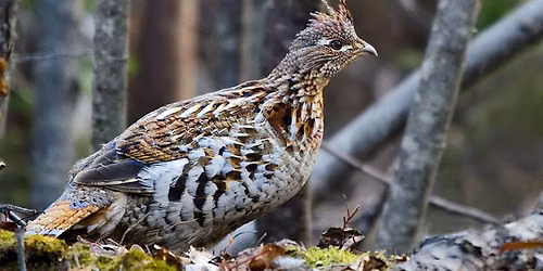 4th Annual Partridge Hunt in honor of Sharon Jean