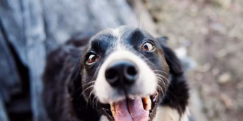 DOG 1.0  Open Community Circles Dog Communication Hosted by dogmindful.com