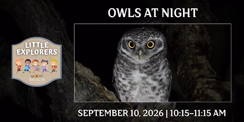 Little Explorers: Owls at Night