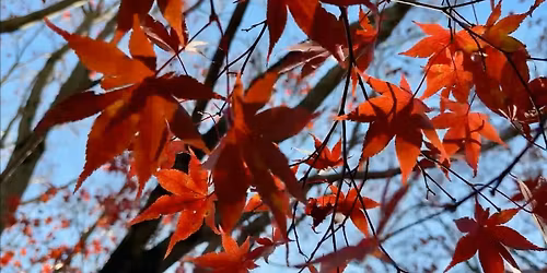 Guided Wellness Walk with Certified Forest Therapy Guide, Liz Langevin