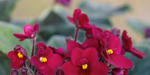 Legkedveltebb szoban\u00f6v\u00e9nyeink - tematikus szakvezet\u00e9s 