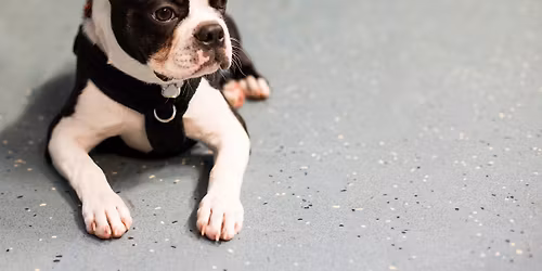 HPDT Harlow Puppy\/High School