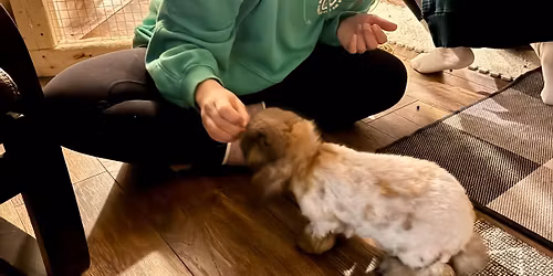 Relaxation Yoga with Bunnies \ud83d\udc30 