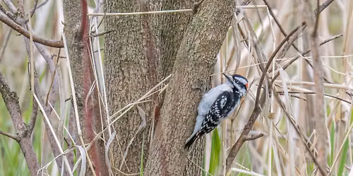 Our Amazing Birds and How YOU Can Help Them