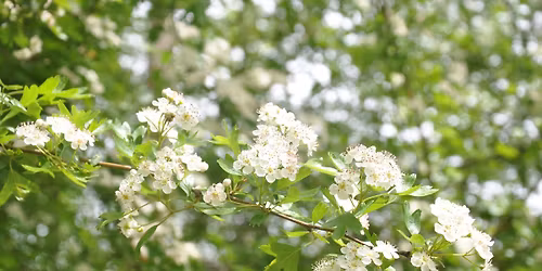 Journ\u00e9e champ\u00eatre Les Secrets de la For\u00eat