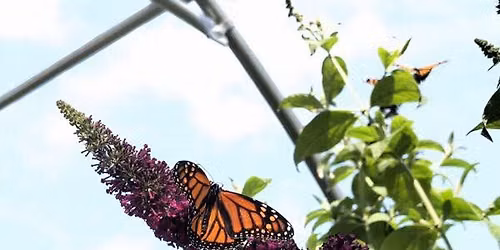 Pollinator Week: Butterfly Banquet