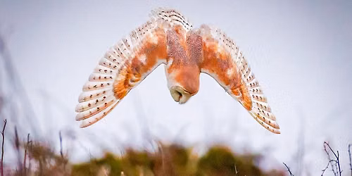 Wildlife Photography for Beginners at Ripon City Wetlands