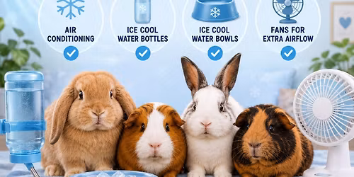 Keep your rabbit's & guineapigs COOL!!