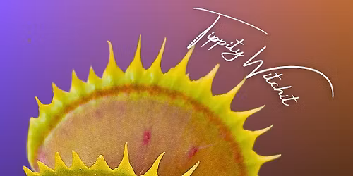 Hunter Flytraps @ SE Rare Plant Market - Charleston