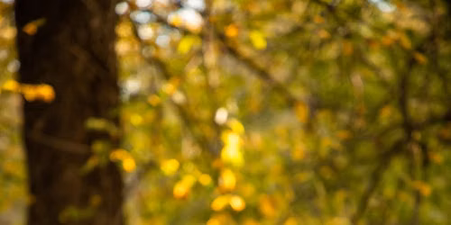 Bird Walk for Beginners
