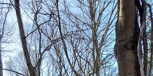 Level 3 Forest School Training