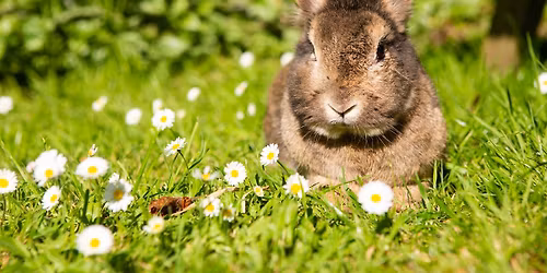 Ostermarkt der Werkst\u00e4tte Aschbach