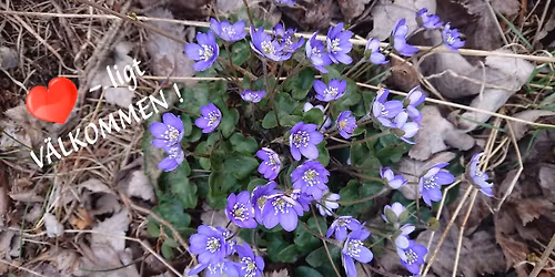 M\u00d6T V\u00c5REN I KAPPELSHAMN 2026 \ud83c\udf1e