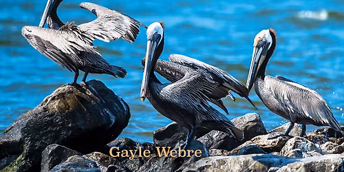 Book Launch Party, A Place for Pelicans by Gayle Webre