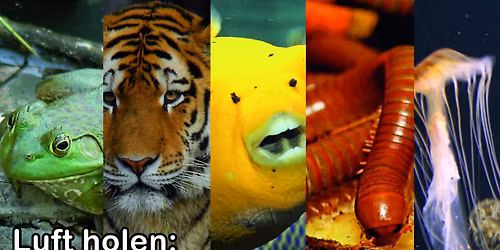 Vortrag: Atmung der Tiere
