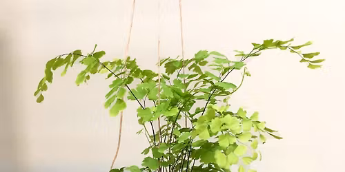 Hanging Kokedama Workshop with Koreena Nagai