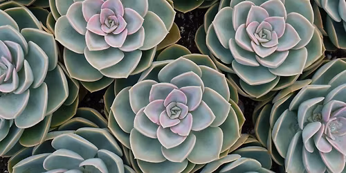 Winter Wonderland Succulents