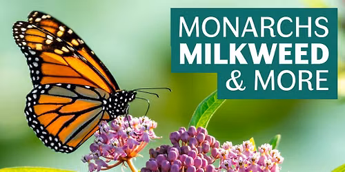 Monarchs, Milkweed, & More