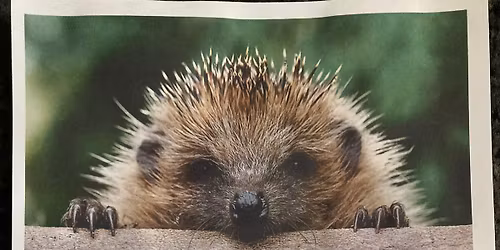 CAPEL DEWI quiz night