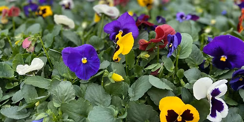 Spring Preview Weekend