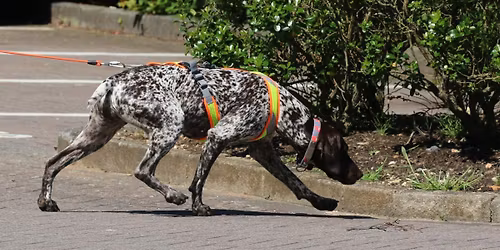 2 Day Trailing workshop - North Devon