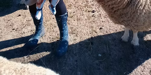 Sheep Ahoy Spring Open Day 2026