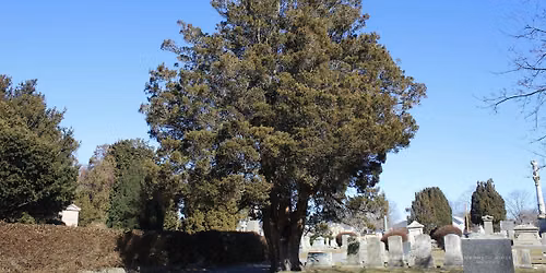 October Free Tree Walk: Island Cemetery