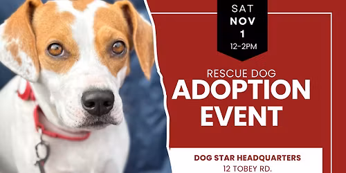 Adopt a Rescue Dog in Bloomfield CT