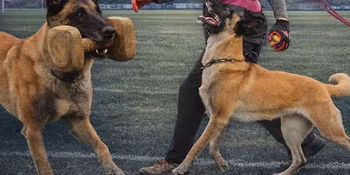 1. ro\u010dn\u00edk kynologick\u00fdch pretekov Memori\u00e1l Carmen - preteky pod\u013ea FCI-IGP so z\u00e1pisom sk\u00fa\u0161ky