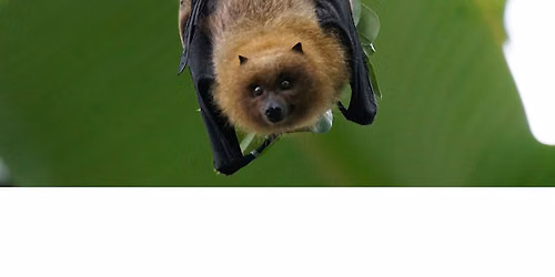 WBU Athens Bat Presentation with Ranger Auggie of Hard Labor Creek