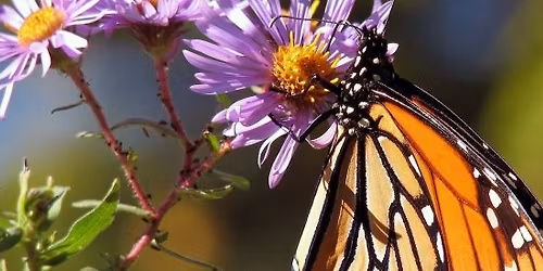 Monarch Butterfly Release and Celebration