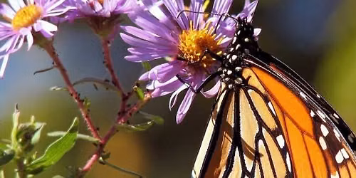 Monarch Butterfly Release and Celebration