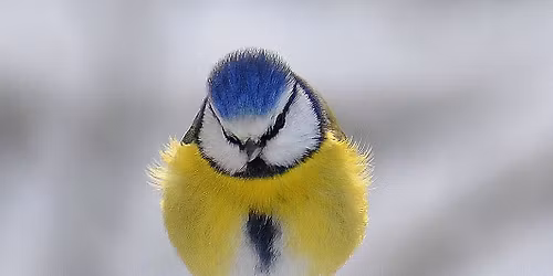 Les oiseaux des jardins \u00e0 Quesnoy-le-Montant