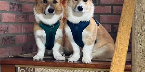 Santa Paws at Burkholder Holiday Market \ud83d\udc36\ud83c\udf84