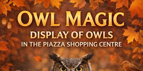 Owl Magic