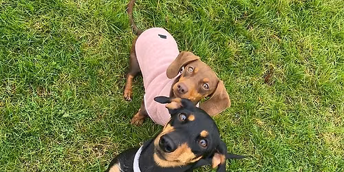 Harwich sausage dog meet up