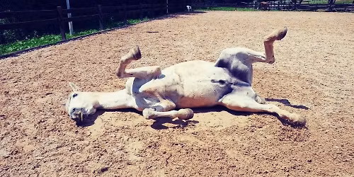 V\u00fdcvik mlad\u00e9ho kon\u011b v\u00edkendov\u00fd semin\u00e1\u0159 V\u00edcemilice s V\u011brou Bakal\u00e1\u0159ovou