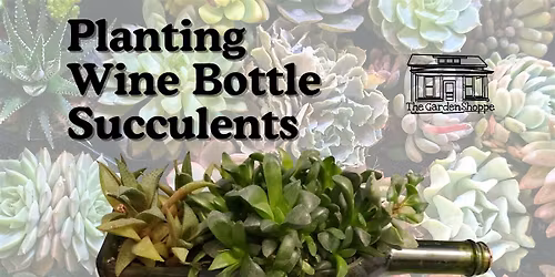 Planting a wine bottle with succulents!