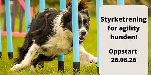 Styrketrening for agility hunden