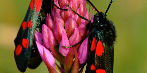 Testwood Lakes Bat & Moth Evening