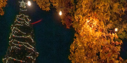 Holiday Tree Lighting