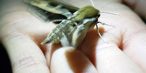 Flight By Night: Moth-lighting in the Weaselhead