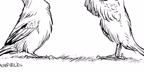 Birdwatching for Beginners
