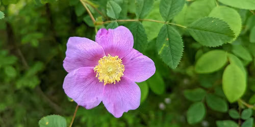 Spring Nature Circle - Seattle Women's Support Group
