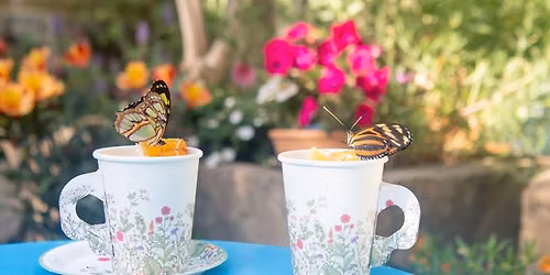 Butterfly Tea Party for Members