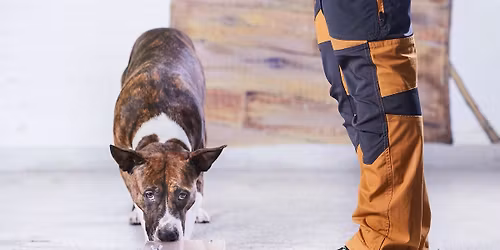 SmartDOG POP UP -testi Lahen Murressa 26.4.26 T\u00c4YNN\u00c4