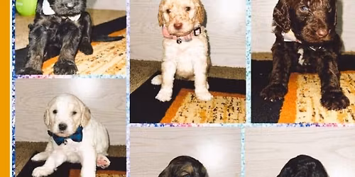 Puppies looking for a new home.